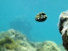 Baby Trunkfish in Baie Maria