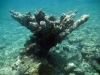 Dead Elkhorn Coral in Baie Maria
