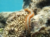 Fireworm in Baie Maria - Don\'t Touch!