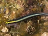 Sharknose Goby (<em>Elactinus evelynae</em>)