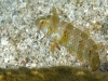 Green Razorfish (<em>Xyrichtys splendens</em>)