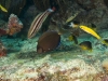 Ocean Surgeonfish (<em>Acanthurus bahianus</em>),  Cocoa Damselfish (Stegastes variabilis</em>), juvenile bluehead (<em>Thalassoma bifasciatum</em>), Bicolor Damselfish (<em>Stegastes partitus</em>), Juvenile Puddingwife (<em>Halichoeres radiatus</em>) and juvenile Princess Parrotfish (<em>Scarus taeniopterus</em>) eating fish eggs from an unattended nest