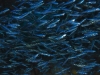 Silversides schooling in a cave