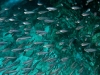 Silversides schooling near a cave