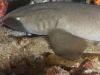 Nurse Shark (<em>ginglymostoma cirratum</em>) resting under a ledge