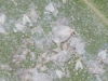 Sea Grape Whiteflies