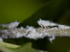 Leafhoppers in Fuzz