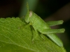 Locust Nymph