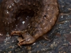 Water Beetle Larva