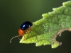 Small Leaf Beetle