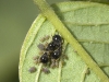 Aphids, Big and Small