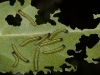 Great Southern White (<em>Ascia monuste</em>) Caterpillars