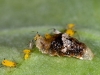 Syrphid Fly Larva Devours Aphid Village