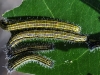 Unidentified Caterpillars