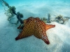 Cushion Sea Star (<em>Oreaster reticulatus</em>) - Adult