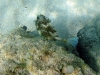 Honeycomb Cowfish (<em>Acanthrostracion polygonia</em>)