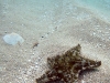 Cushion Sea Star (<em>Oreaster reticulatus</em>) - Juvenile