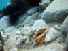 Roostertail Conch Shell (<em>Strombus gallus</em>)