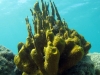 Yellow Tube Sponge (<em>Alpysina fistularis</em>)