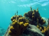 Yellow Tube Sponge (<em>Alpysina fistularis</em>)