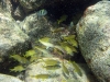 Mixed School of Yellow Goatfish (<em>Mulloidichthys martinicus</em>), French Grunt (<em>Haemulon flavolineatum</em>) and others