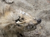 Raccoon Carcass in Bell Valley