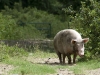 Large Sow