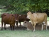 Cattle Rest in the Shade