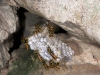 Jack Spaniard Wasp Nest