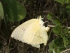 Cloudless Sulfur Laying Eggs
