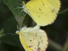Little Yellow (<em>Eurema lisa</em>) Mating