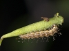 Tiny Caterpillar