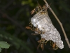 Jack Spaniard Wasp Nest