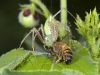 Spider Eating Honeybee