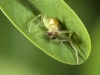 Spider on Leaf