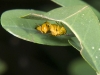 Small Yellow Wasp