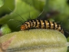 Ornate Moth Caterpillar