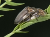 Mating Lightning Beetles