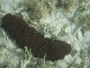 Sea Cucumber in La Belle Creole Pool