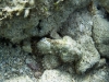 Scorpionfish in La Belle Creole Pool
