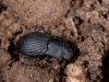 Beetle Under Rock