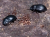 Beetles and Strange Babies