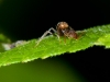 Ant on Leaf