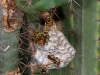 Jack Spaniard Wasp Nest in Cactus