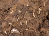 Termites Living Under Rock