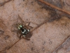 Colorful Jumping Spider