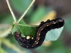 Unidentfied Caterpillar