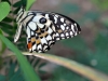 Checkered Swallowtail, Newly Emerged