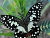 Checkered Swallowtail, Newly Emerged