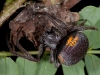 Female Tropical Orb Weaver (<em>Eriophora ravilla</em>)